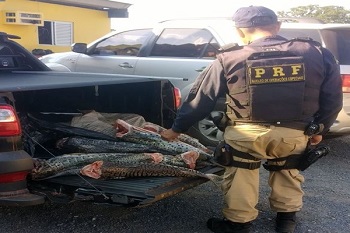 Irmão de prefeito é preso transportando 400 quilos de peixe em MT
