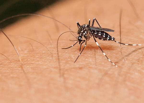 Mato Grosso está com alto risco de dengue
