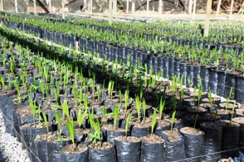 Projeto de Incentivo a Produção de Açaà em Matupá