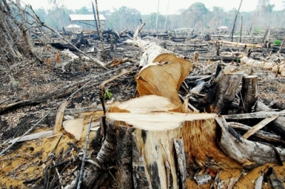 MT tem o 2º maior índice de desmatamento da Amazônia 