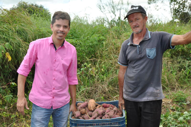 Chacareiros são incentivados na Cadeia Produtiva de Batata Doce