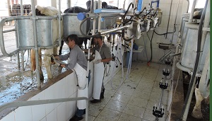 Coopernova e Embrapa formalizam parceria para fomento da pecuÃ¡ria leiteira em Mato Grosso