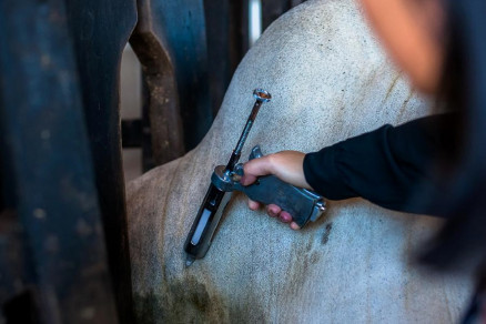 Raiva bovina é identificada e proprietários terão que vacinar rebanho
