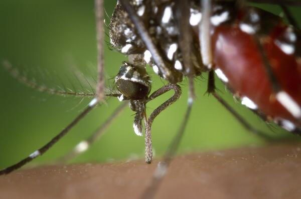 Mulher morre com suspeita de dengue hemorrágica em Sinop (MT)