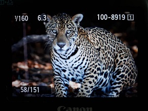 Fotógrafo desce rio Cuiabá com turistas, dá de cara com onça pintada e faz a foto