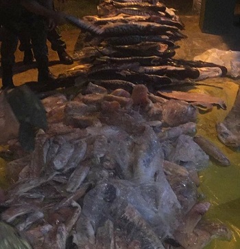 PolÃ­cia apreende quase 850 kg de pescado irregular em peixaria de RondonÃ³polis 