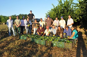 Produtores de Limão Taiti do Vale do Peixoto participam de Dia de Campo